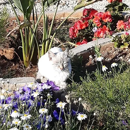 公寓 Casaenos 格拉纳迪利亚-德阿沃纳