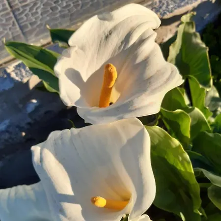 Casaenos 格拉纳迪利亚-德阿沃纳