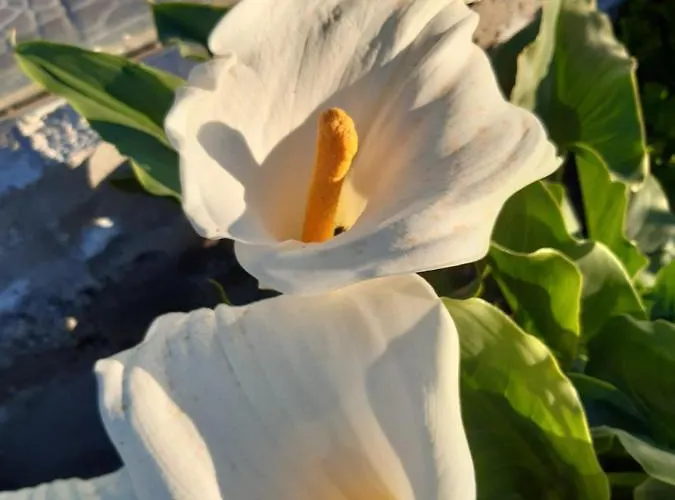 Casaenos גרנדילה דה אבונה