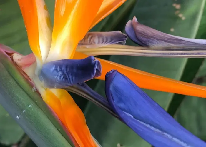 Casaenos גרנדילה דה אבונה