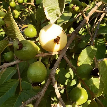 Casaenos Apartament Granadilla De Abona