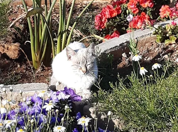 Διαμέρισμα Casaenos Granadilla De Abona