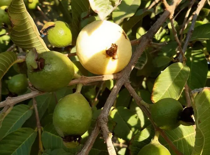 Casaenos Διαμέρισμα Granadilla De Abona